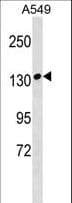 Polyclonal Rabbit anti-Human MYBPC1 Antibody (aa750-778, WB)