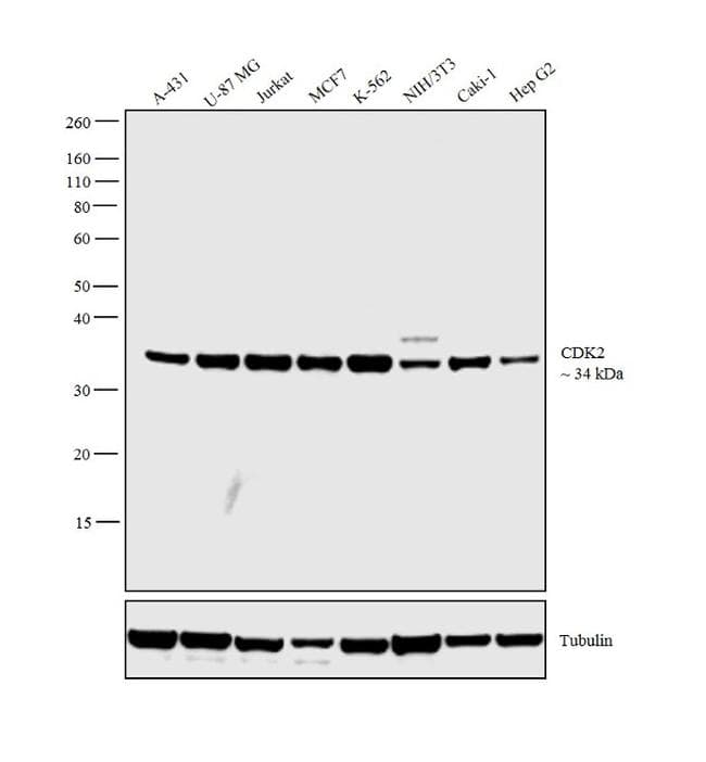 Monoclonal Mouse anti-Human CDK2 Antibody (clone 1A6, IHC, IF, WB)