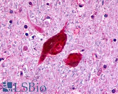 PathPlus™ RXFP3 Antibody (C-Terminus)