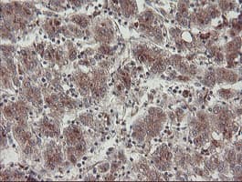 DPH2 Antibody (clone OTI4E7)