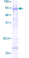 Human TRIM43 Protein (Recombinant GST)