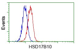 HSD17B10 / HADH2 Antibody (clone OTI5E2)