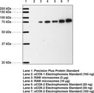 PTGS2 / COX2 / COX-2 Antibody