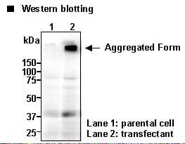 SLC16A2 / MCT8 Antibody (N-Terminal)