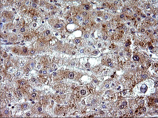 CEP68 Antibody (clone OTI1F6)