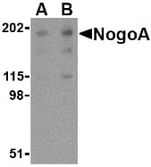 IHC-plus™ RTN4 / Nogo Antibody