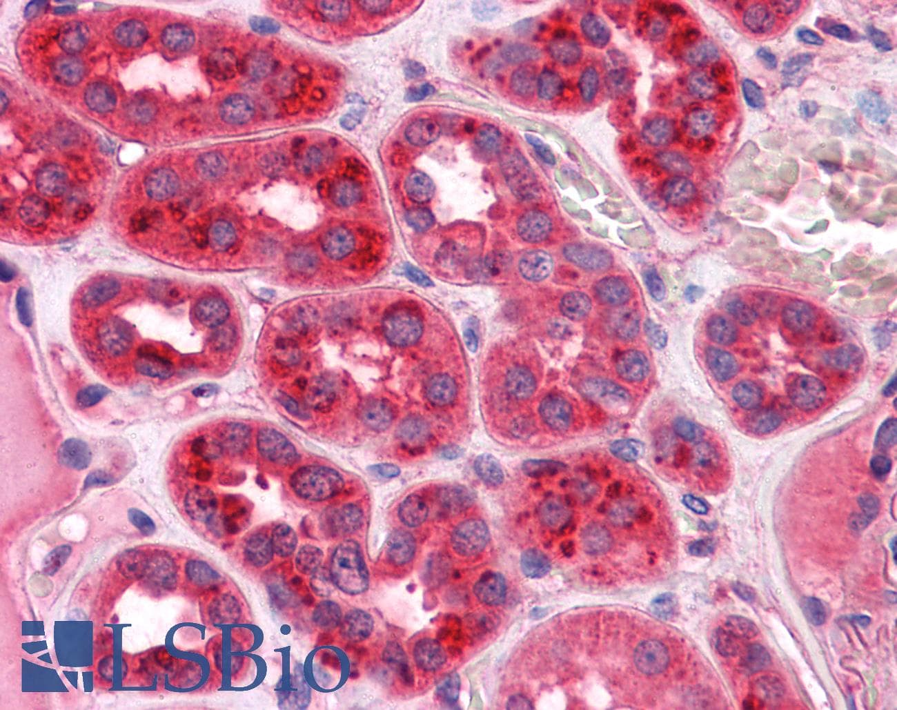 IHC-plus™ Monoclonal Mouse anti-Human CRIM1 Antibody (clone 6E4, IHC, WB)