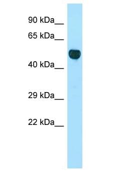 CNOT3 Antibody (aa277-326)