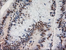 NTF4 / Neurotrophin 4 Antibody (clone OTI2E8)