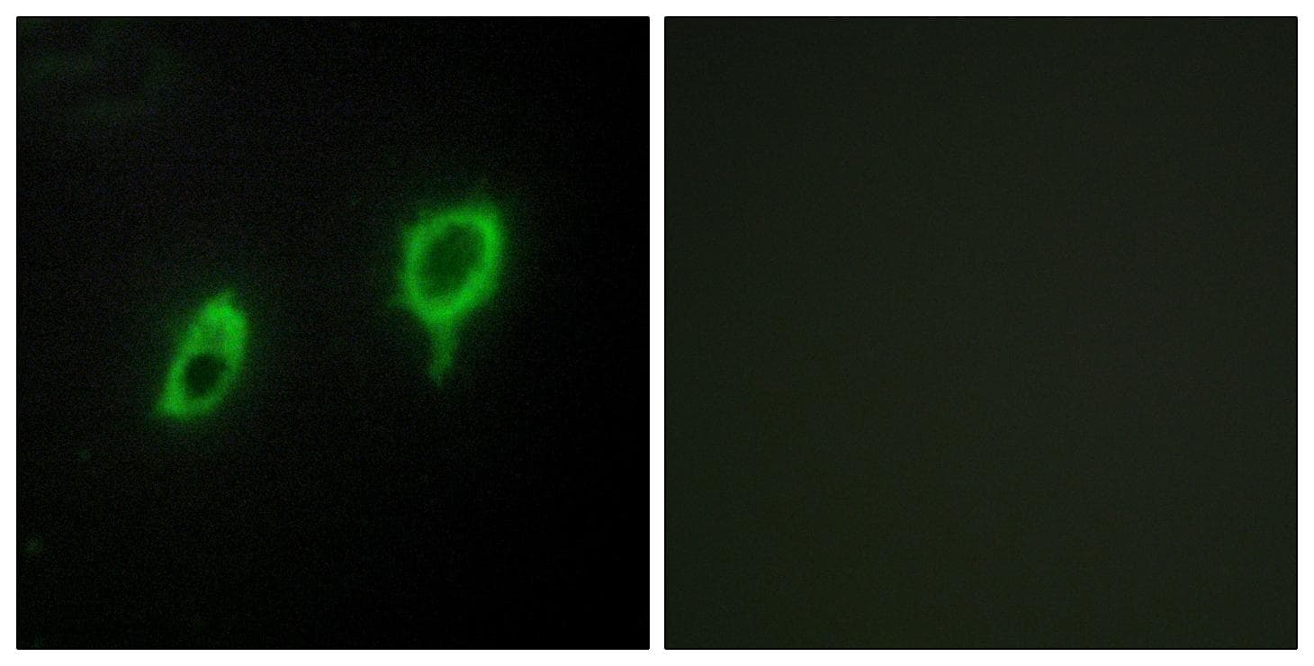 YWHAG / 14-3-3 Gamma Antibody