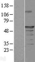 SAXO1 / FAM154A Protein (Over-Expression Lysate Myc-DDK (Flag))