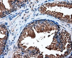 HSP90AA1 / Hsp90 Alpha A1 Antibody (clone OTI3B5)
