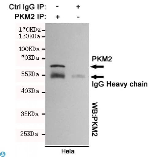 PKM / Pyruvate Kinase, Muscle Antibody