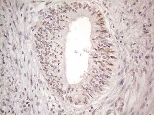 CTBP2 Antibody (aa233-336, clone OTI4D4)