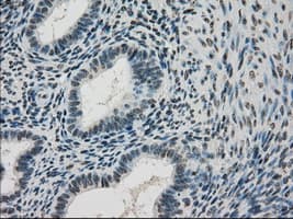 DHFR Antibody (clone OTI3A11, Carrier-free)
