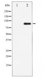 STAT3 Antibody