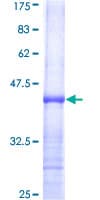 Human USP50 Protein (Recombinant GST, N-terminus)