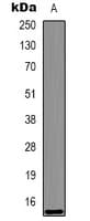 Monoclonal Mouse anti-Zebrafish HIST1H3H Antibody (WB)