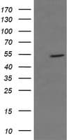 CD36 Antibody (clone OTI1B3)