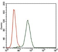 KEAP1 Antibody (Amino Acid: 380-624, clone 7G4B10)