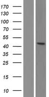 TFAP2A / AP-2 Protein (Over-Expression Lysate Myc-DDK (Flag))
