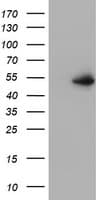 Monoclonal Mouse anti-Human PPARA / PPAR Alpha Antibody (clone OTI3G3, IF, WB)