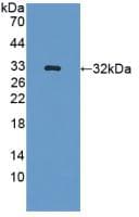 GLRX3 / Glutaredoxin 3 Antibody (aa73-320)