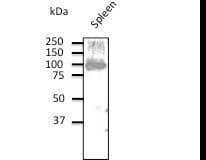 PathPlus™ CD19 Antibody (C-Terminus)