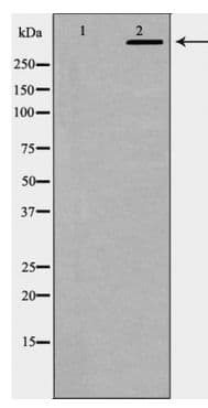 PRKDC / DNA-PKcs Antibody