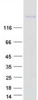 Human TNR / Tenascin R Protein (Recombinant Myc-DDK (Flag))