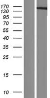 HMGXB3 / SMF Protein (Over-Expression Lysate Myc-DDK (Flag))