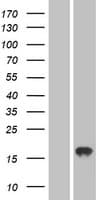 AGTRAP / ATRAP Protein (Over-Expression Lysate Myc-DDK (Flag))