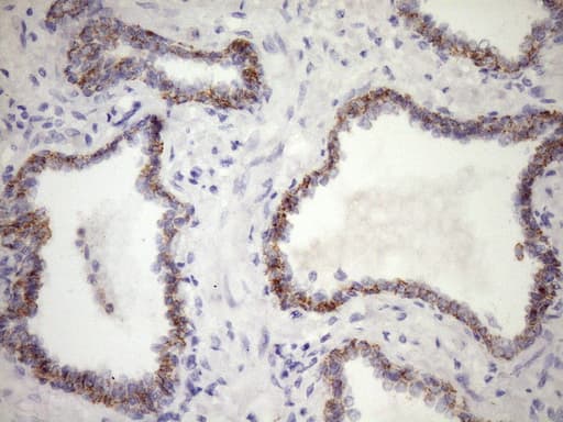 CSF2RB / CD131 Antibody (clone OTI7A4)