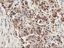 RNPEP Antibody (clone OTI3B5)