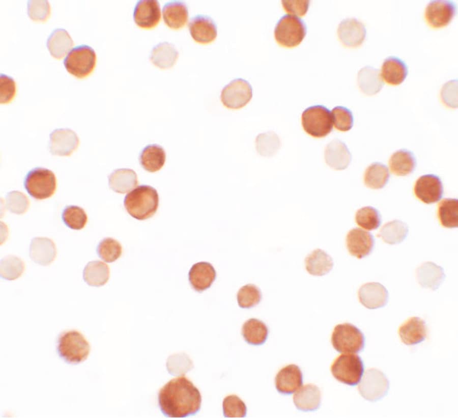 IHC-plus™ Polyclonal Rabbit anti-Human NCBP1 / CBP80 Antibody (IHC, WB)