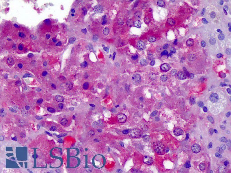 IHC-plus™ Apolipoprotein A-II Antibody (clone 1H6)