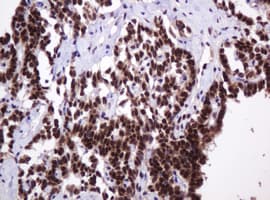 PCNA Antibody (clone OTI3D6)