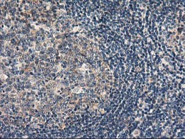RGS16 Antibody (clone OTI1F3)