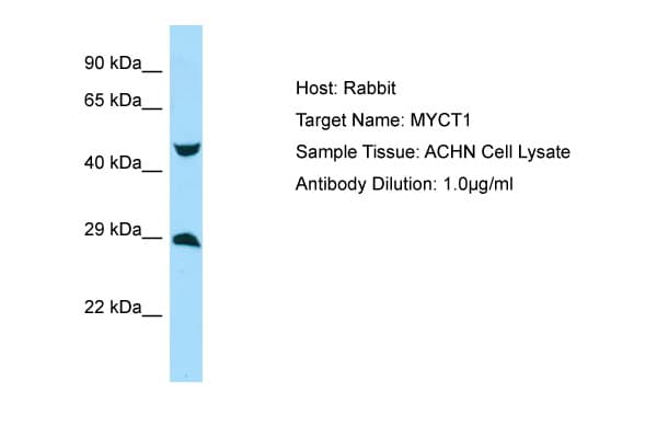 MYCT1 Antibody (aa95-144)