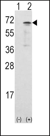 CAMKK1 Antibody (aa337-369)