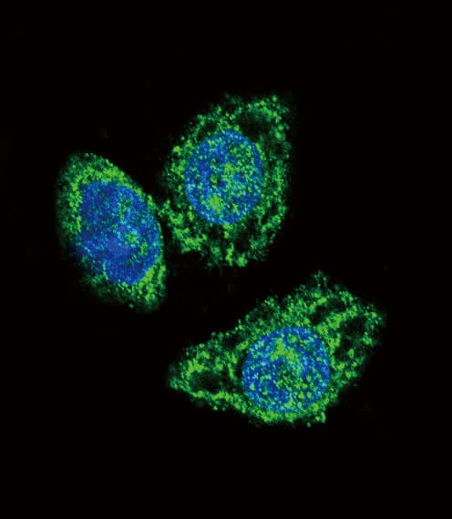 DUSP6 / MKP3 Antibody (aa58-89)