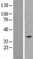 CD157 Protein (Over-Expression Lysate Myc-DDK (Flag))