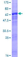 Human ACTRT2 Protein (Recombinant GST)