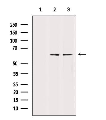 TFE3 Antibody