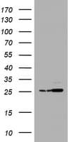PSMA2 Antibody (clone OTI3B3)