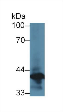 ANXA1 / Annexin A1 Antibody (aa1-346)