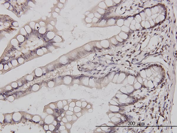 GABPA / NRF2 Antibody (clone 1D6)