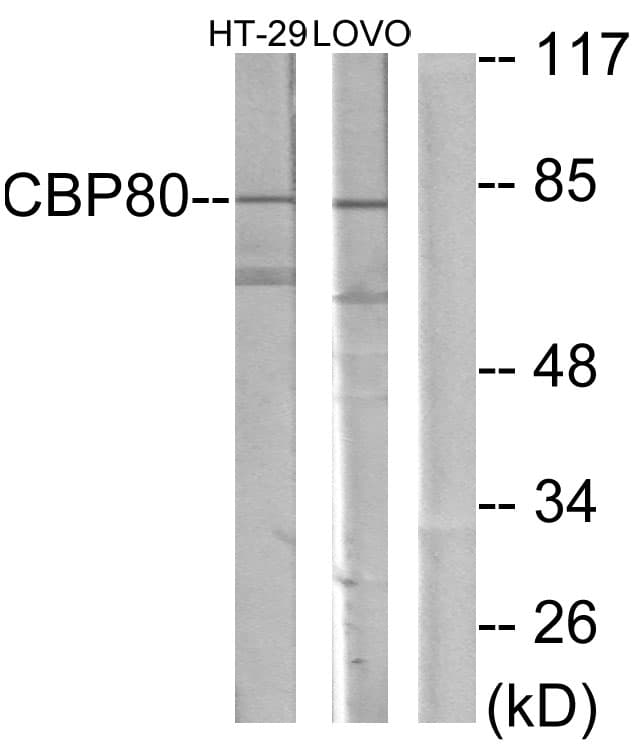 Polyclonal Rabbit anti-Human NCBP1 / CBP80 Antibody (aa1-50, WB)