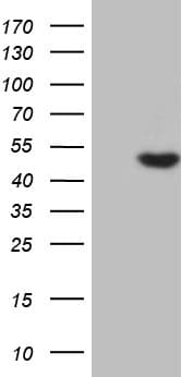 AZIN1 Antibody (aa260-448, clone OTI1G8)