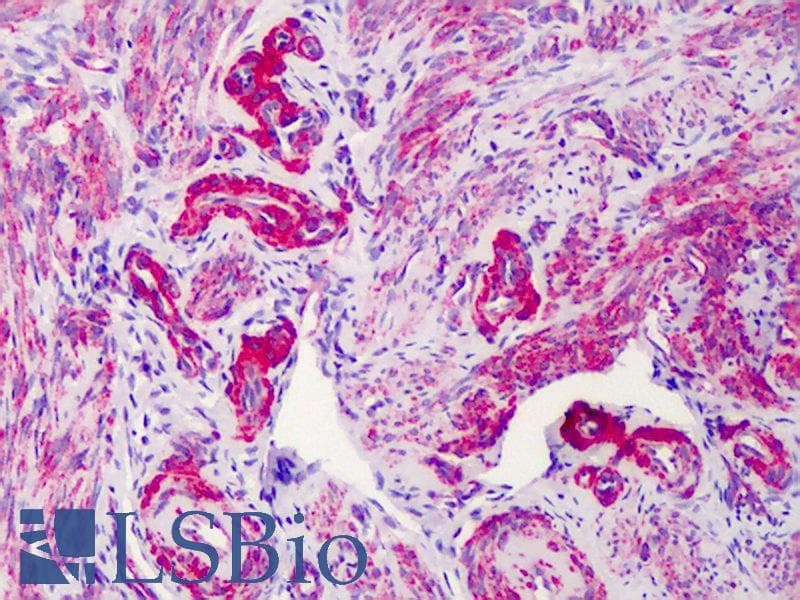 IHC-plus™ SLC5A3 Antibody (aa221-270)